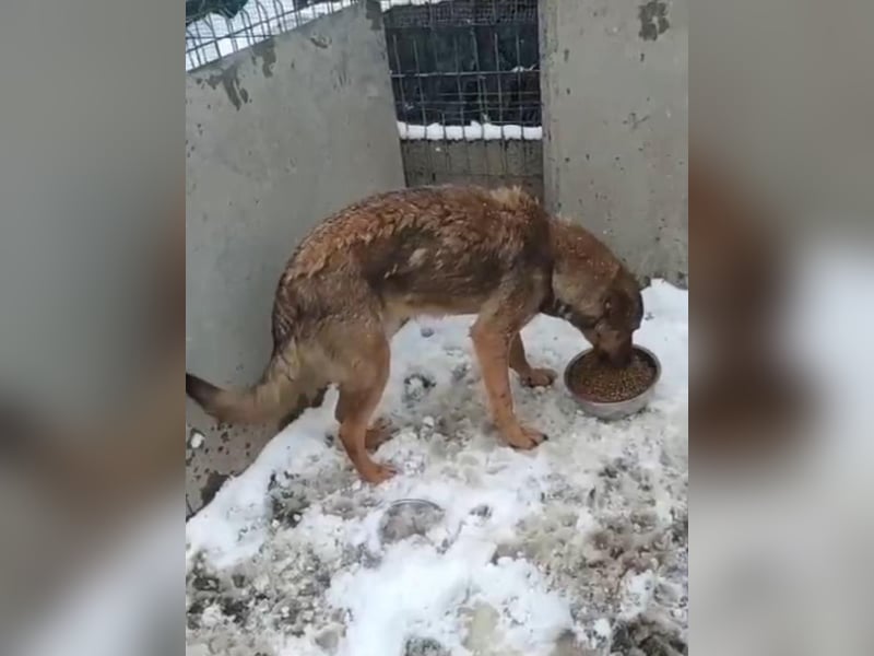 ⭐️MURMEL⭐️, Rüde, 1 Jahr, 50 cm, Mischling, Tierschutz