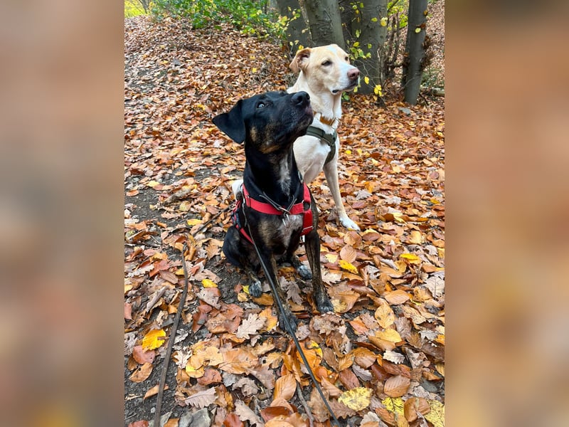 Aktive Pina wartet in 52385 Nideggen auf ihr Happy End!