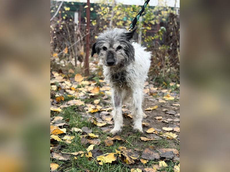 Vileda - dringend Gnadenplatz gesucht!!