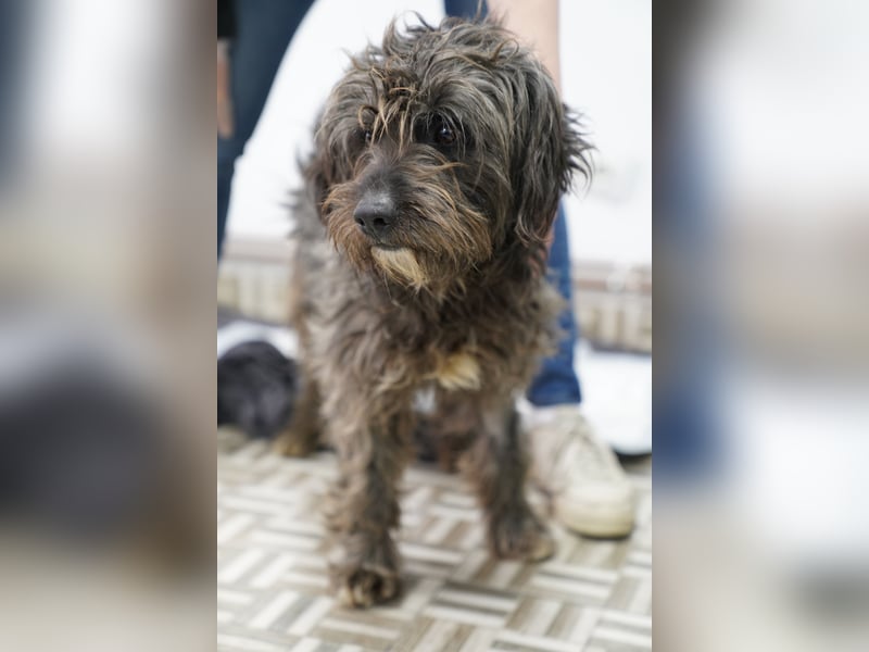 ⭐️SPARTACUS⭐️, wunderbarer Wuschel, Rüde, 8 Monate, Welpe, 46 cm, Mischling, Tierschutz Rumänien