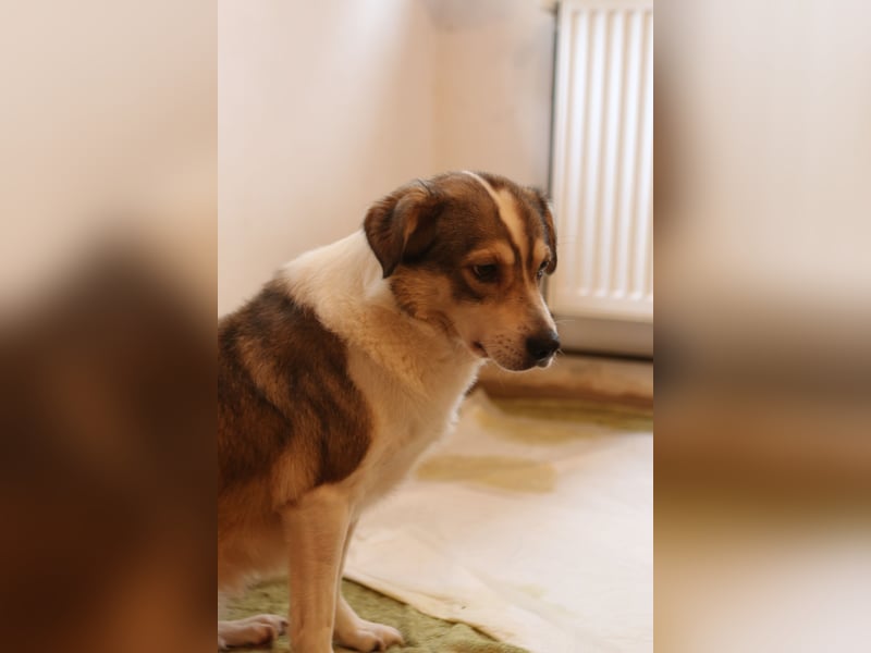 ⭐️TIMENTES⭐️, ganz charmante Hündin, 6 Jahre, 48 cm, Mischling, Tierschutz