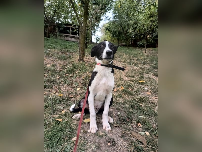 Ziko Tierschutzhund  sucht ein Zuhause