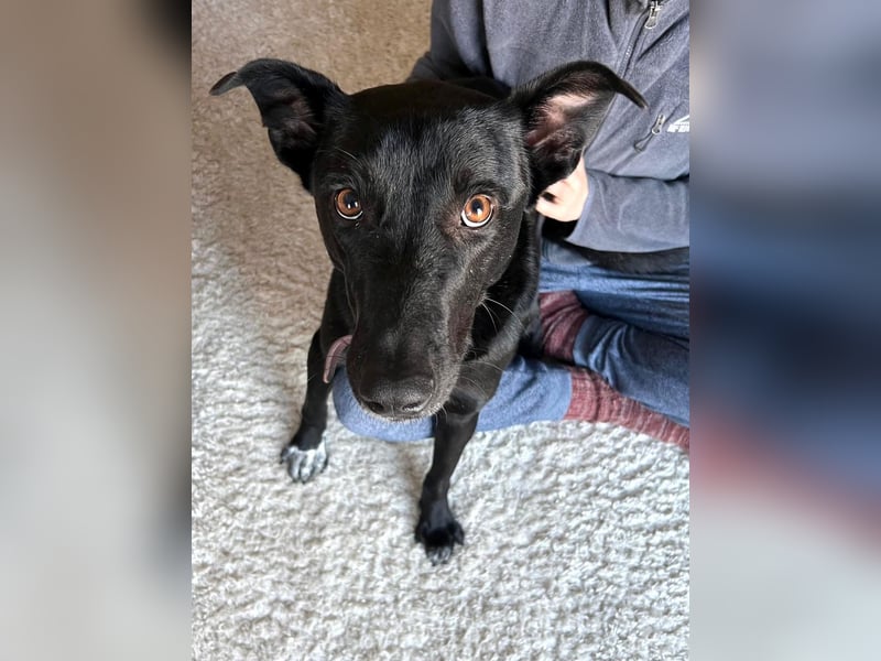 ⭐️BERYLL⭐️, für immer treu, Hündin, fast 3 Jahre, 41 cm, Mischling, Tierschutz