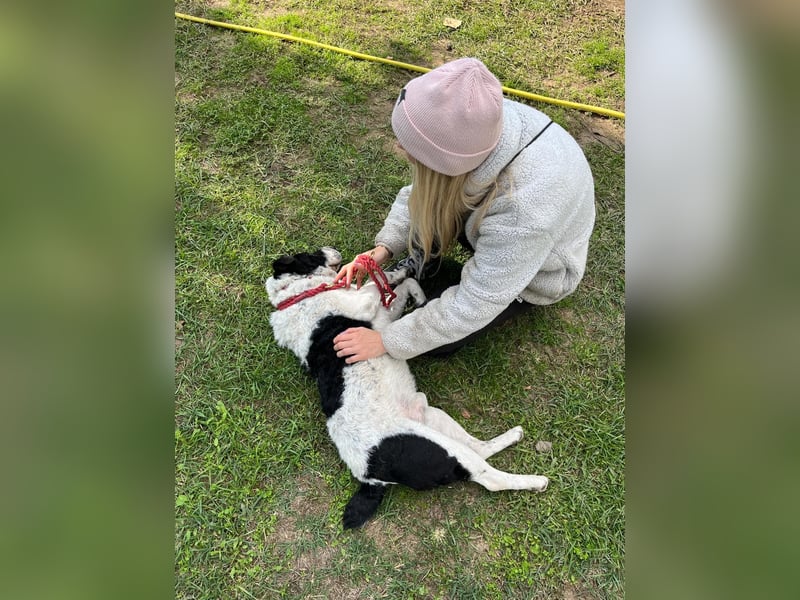 Rabies, ein Traumhund