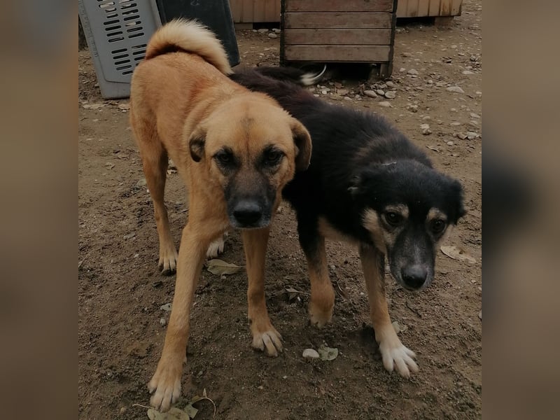 ⭐️SAERO⭐️toller Familienhund, Rüde, 4 Jahre, 46 cm, Mischling, Tierschutz