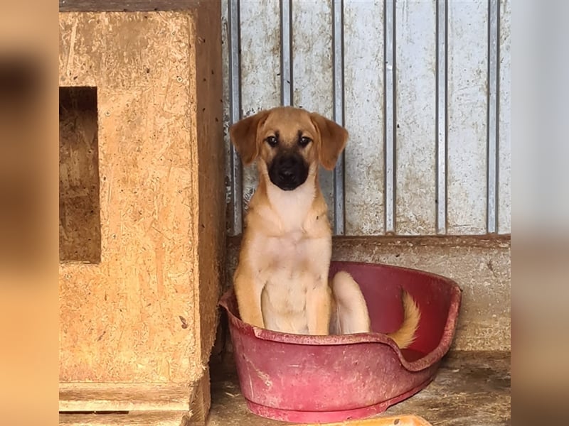 Schönheit Samira kennt noch nicht viel vom Hundeleben