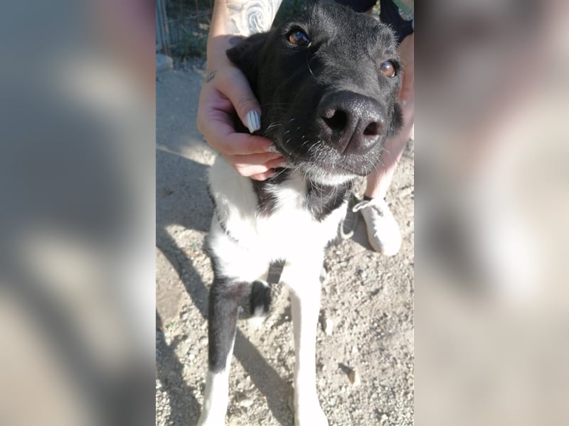 ARCHIE wartet auf sein zuhause