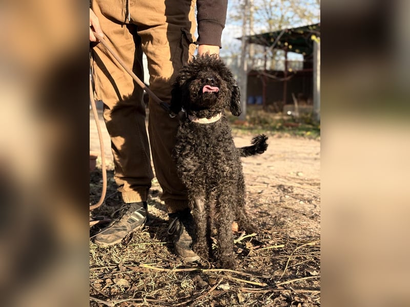 Felda - Sucht ihr Zuhause für immer!