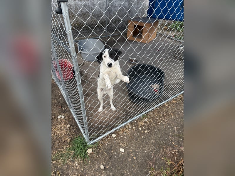 ⭐️SNOOPY⭐️, liebenswerter Spielkamerad, Rüde, 9 Monate, ca. 40cm, Mischling, Tierschutz