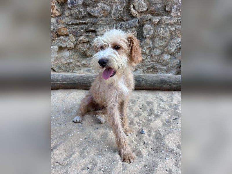 Zauberhafte Fritzi wartet auf unserem Tierschutzhof in Portugal!