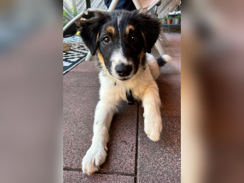 SARINA, Energiebündel, 4 Monate, 39 cm, Pflegestelle 26316, Mischlingsmädchen, Tierschutz Rumänien