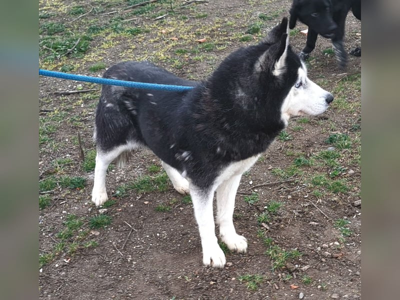 Huskyherz sucht Menschen, die ihre Sprache sprechen