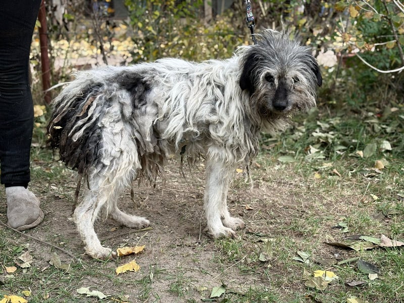 Vileda - dringend Gnadenplatz gesucht!!