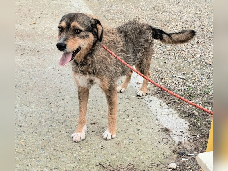 Gina lebt seit 5 Jahren in einem Rumänischen Tierheim.....