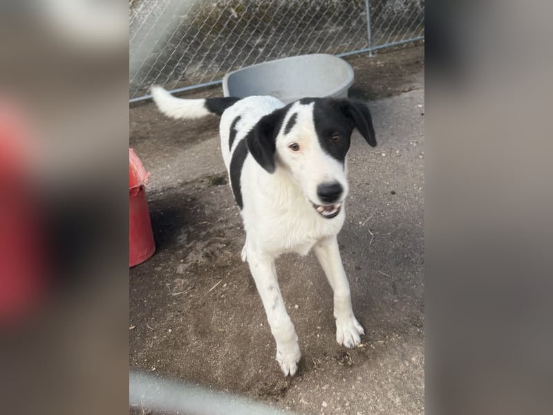 ⭐️SNOOPY⭐️, Spaßvogel und Spielkamerad, Rüde, 1 Jahr, 46cm, Mischling, Tierschutz