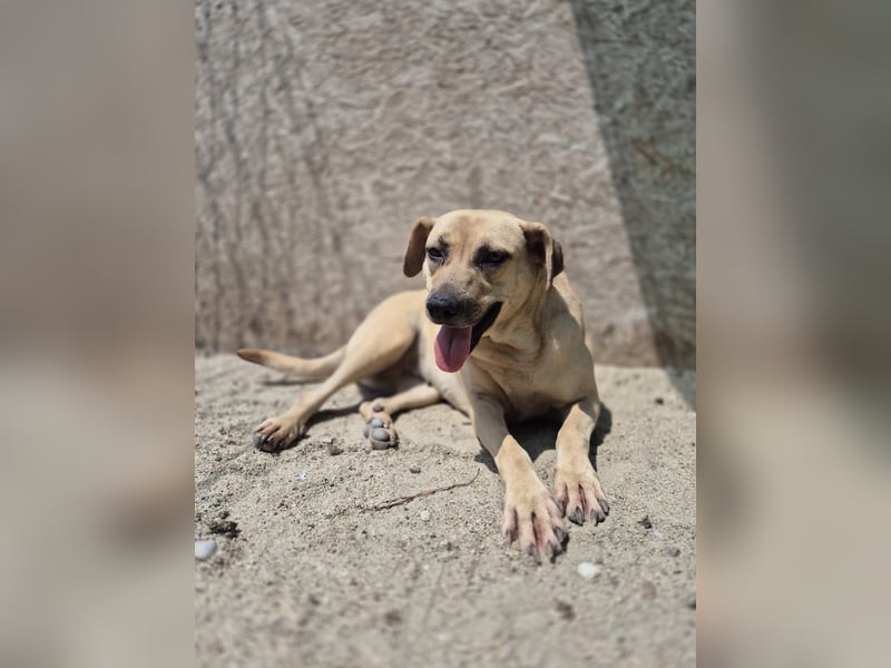 ⭐️MELINA⭐️ Traumhündin, 3,5 Jahre, 48 cm, Mischling, Tierschutz