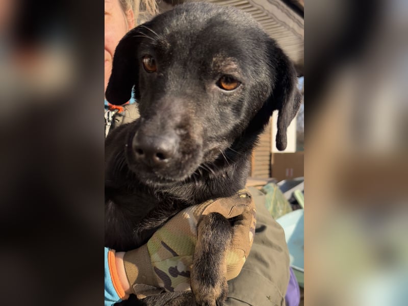 ⭐️BERYLL⭐️, für immer treu, Hündin, fast 3 Jahre, 41 cm, Mischling, Tierschutz Rumänien