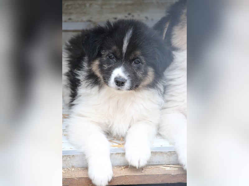 SARINA, Schmuse-Welpin, 3 Monate, 28 cm, Mischlingsmädchen, Tierschutz Rumänien