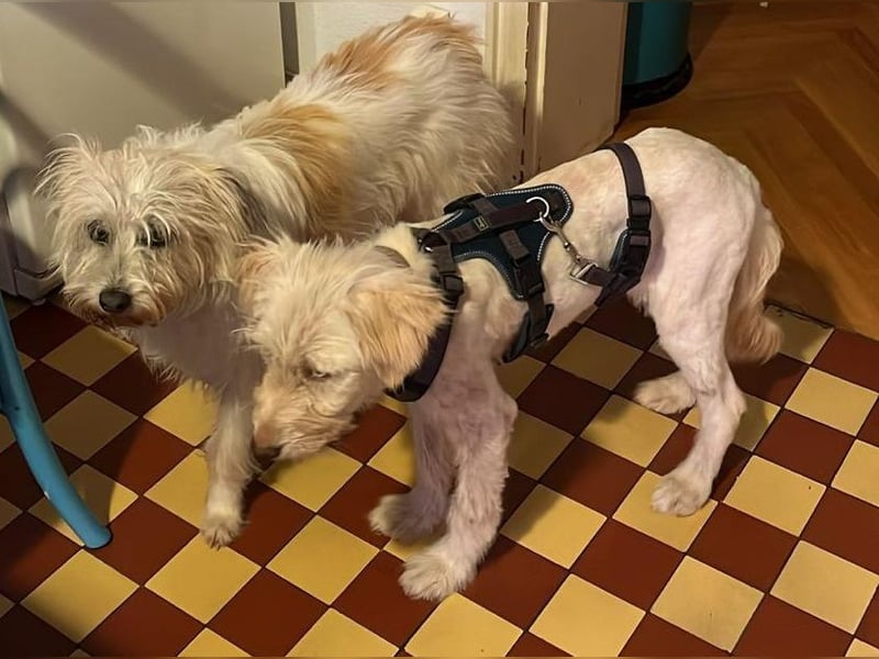 LUMA, entdeckt die Welt, 1 Jahr, 40 cm, Mischling, Pflegestelle 40223, Tierschutz Rumänien