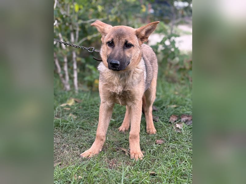 Lita ist ausreisebereit – wer öffnet sein Zuhause?