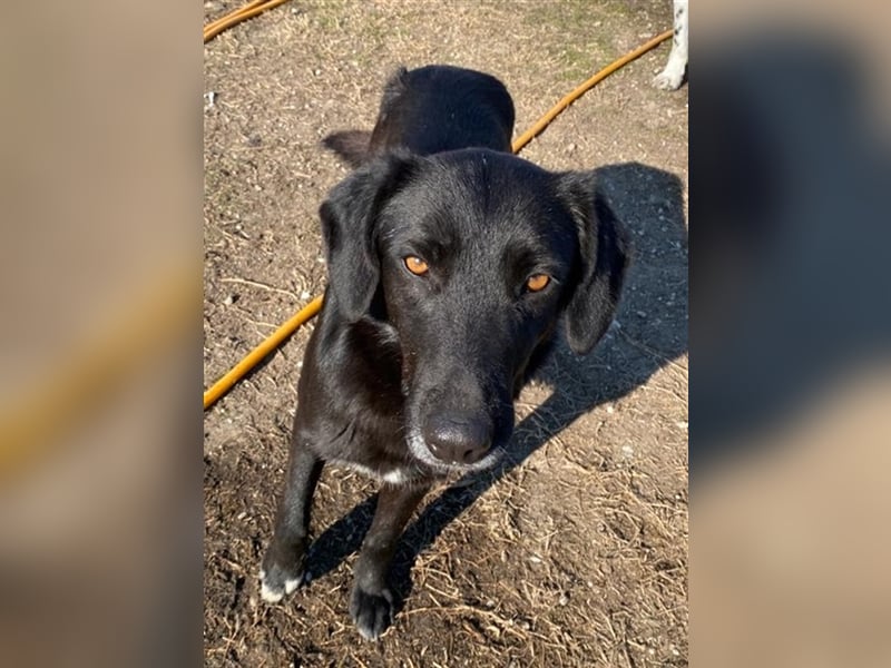 Africa, geb. ca. 01/2019, lebt in GRIECHENLAND, im städt. Tierheim Serres