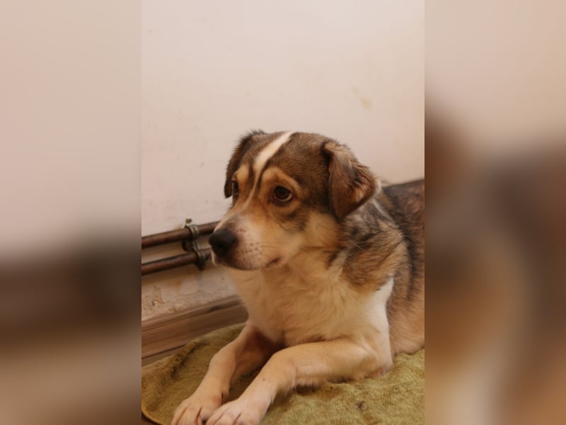 ⭐️TIMENTES⭐️, ganz charmante Hündin, 6 Jahre, 48 cm, Mischling, Tierschutz