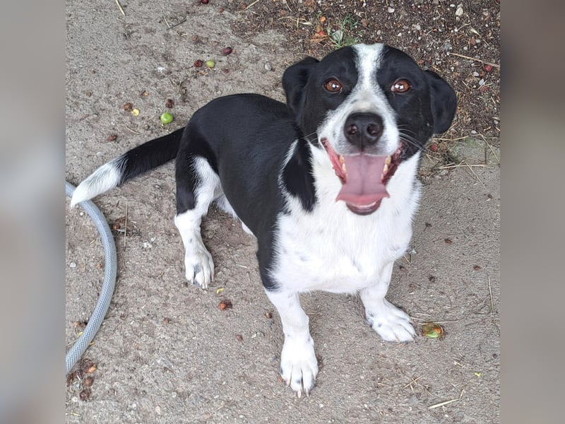 Bernie - kluger Kopf sucht seine Menschen
