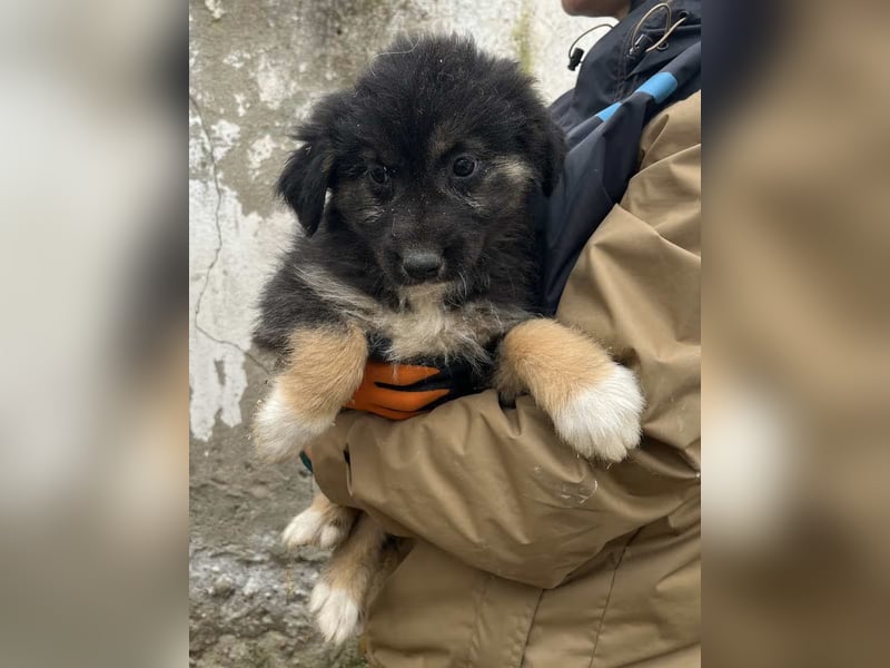 STELUTA, süßes Leckermäulchen, 3 Monate, 27 cm, Mischlingsmädchen, Tierschutz Rumänien