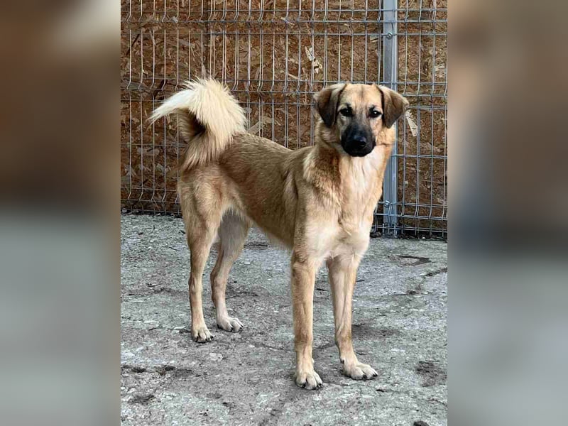 ⭐️DISSY⭐️, Hündin, 3 Jahre, 49 cm, Mischling, Tierschutz