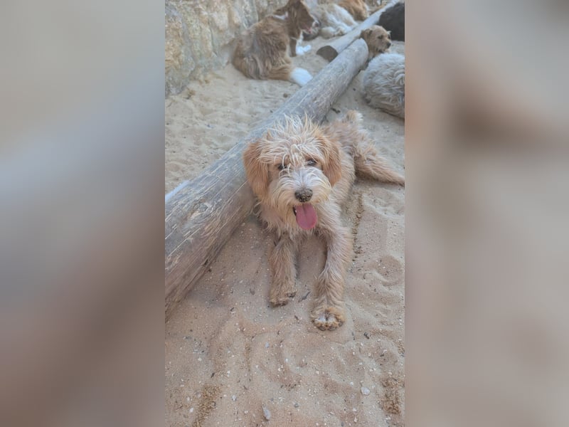 Zauberhafte Fritzi wartet auf unserem Tierschutzhof in Portugal!