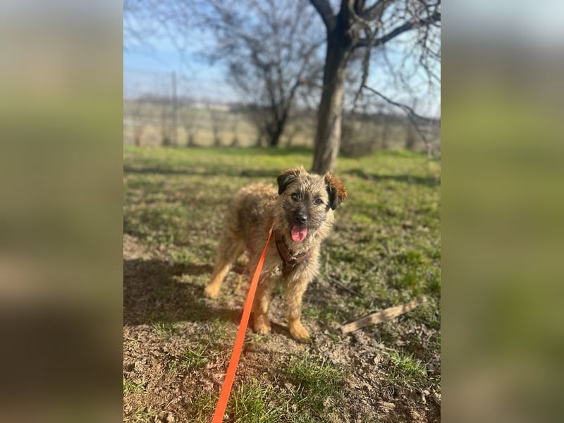 HEARTY, zuckersüßes Spielkind, 1 Jahr, 41 cm, Mischlingsmädchen, Tierschutz Rumänien