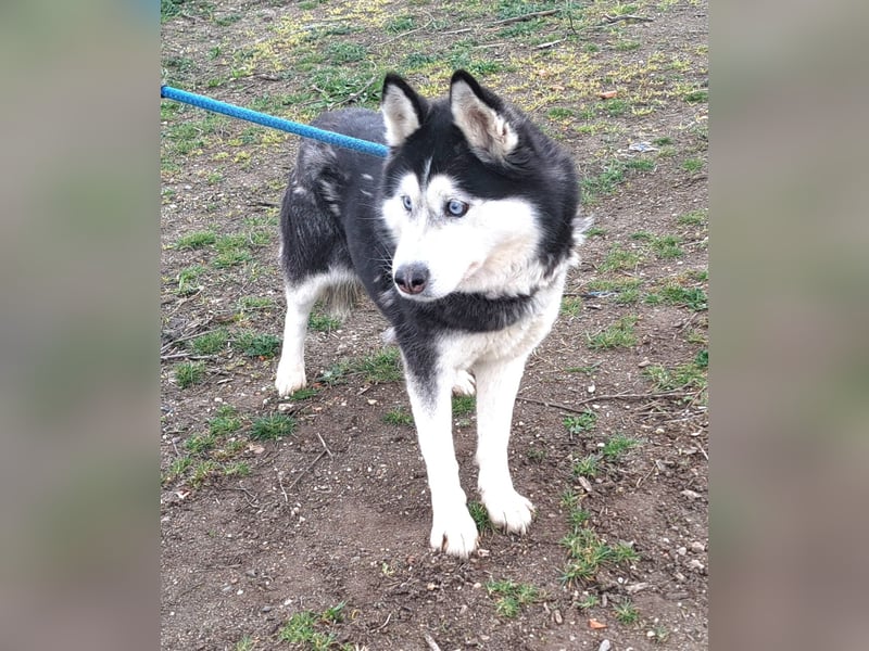 Huskyherz sucht Menschen, die ihre Sprache sprechen