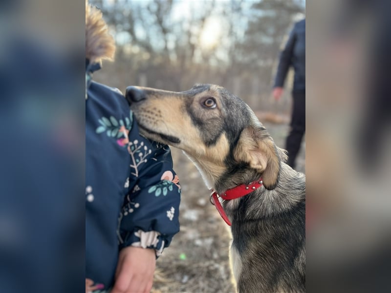 Gracie -eine sehr liebe Hündin, möchte Bulgarien verlassen