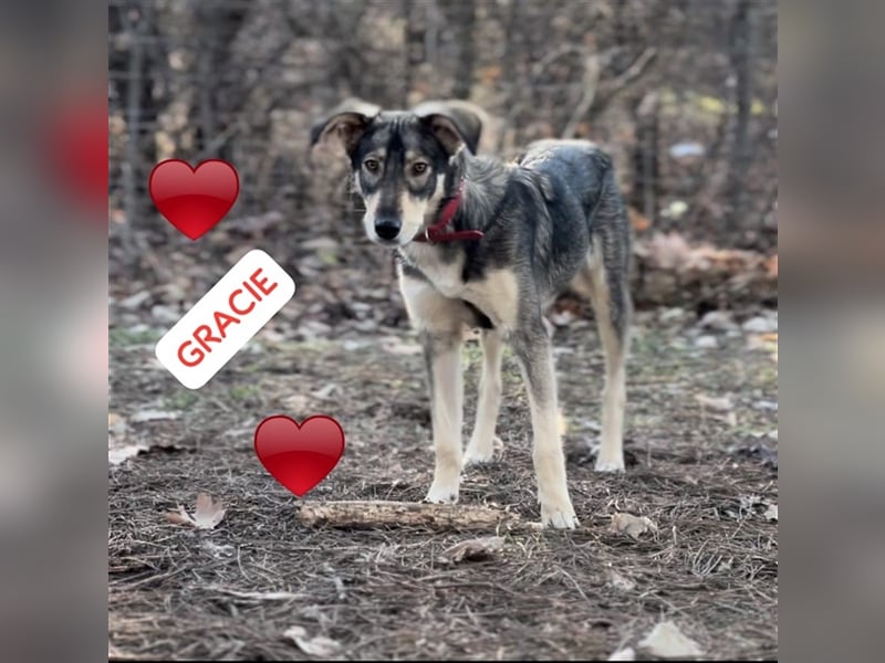Gracie -eine sehr liebe Hündin, möchte Bulgarien verlassen