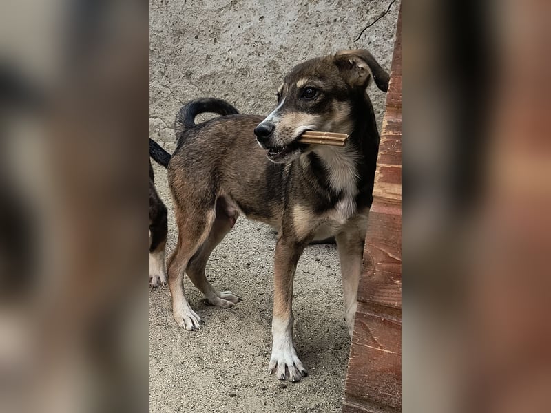 ILKER, neugieriger Hundejunge, 7 Monate, im Wachstum, Mischling, Tierschutz