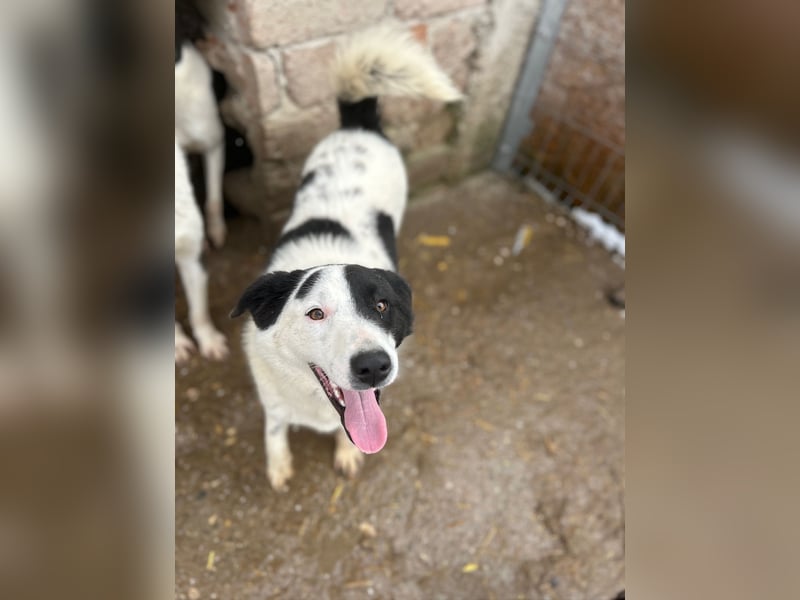 ⭐️SNOOPY⭐️, Spaßvogel und Spielkamerad, Rüde, 1 Jahr, 46cm, Mischling, Tierschutz
