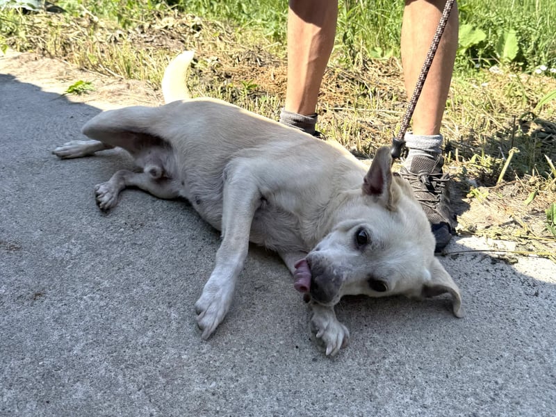 Pepe wartet in Augsburg