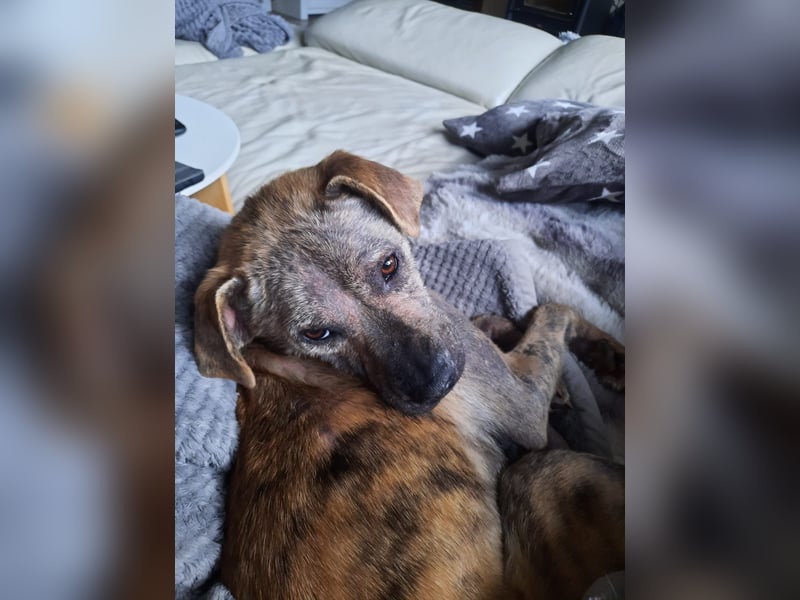 LIV, pure Liebe, 1 Jahr, 40 cm, Mischlingsmädchen, Tierschutz Rumänien, Pflegestelle 46359