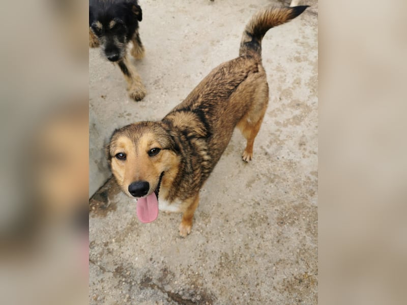 Hündin 028411 sucht ihr Zuhause