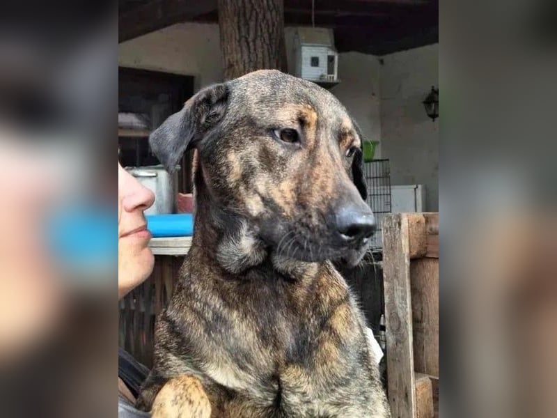 ⭐️ZICO⭐️, besonderes Seelchen, Rüde, 3,5 Jahre, 48 cm, Mischling, Tierschutz Rumänien