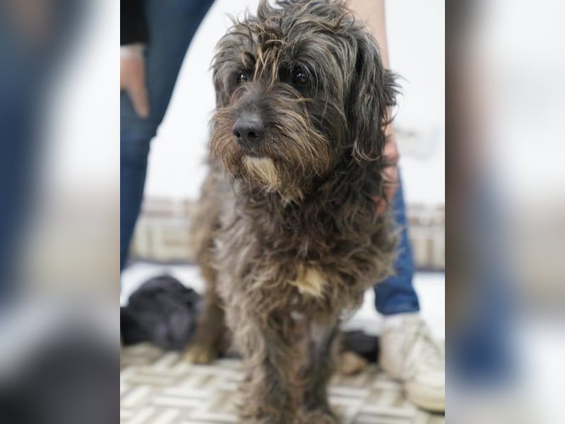 SPARTACUS, wunderbarer Wuschel, Rüde, 9 Monate, 46 cm, Mischling, Tierschutz Rumänien