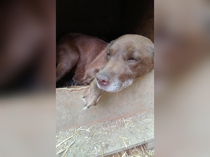 Labrador Hündin Dora möchte Rumänien verlassen