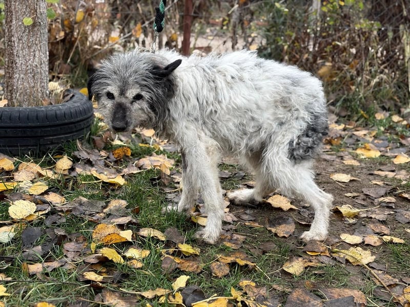 Vileda - dringend Gnadenplatz gesucht!!