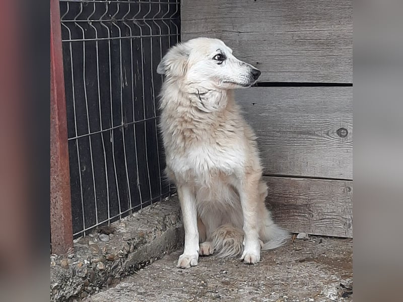 Die süße Josy sucht ihre Menschen