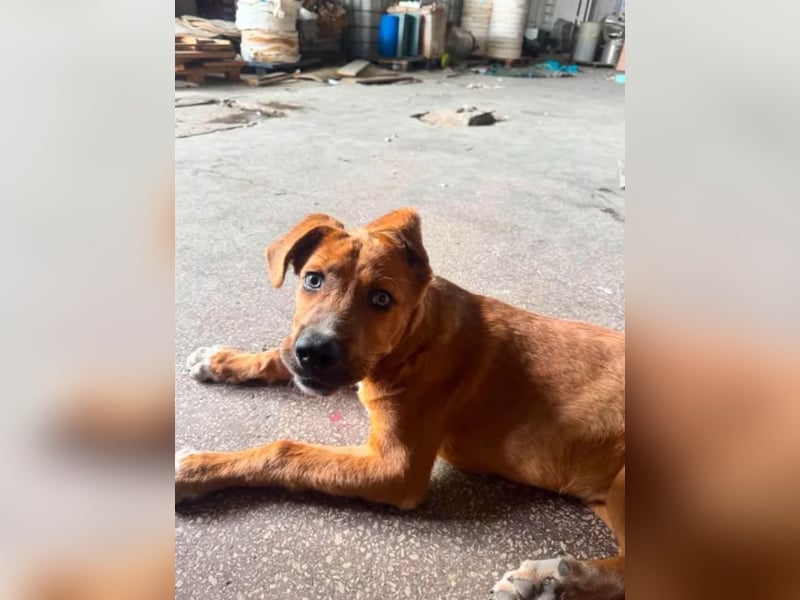 Scooby - der kleine Charmeur mit den eisblauen Augen sucht sein Zuhause!