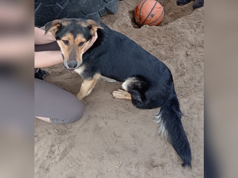 Kerubin, toller Hundemann