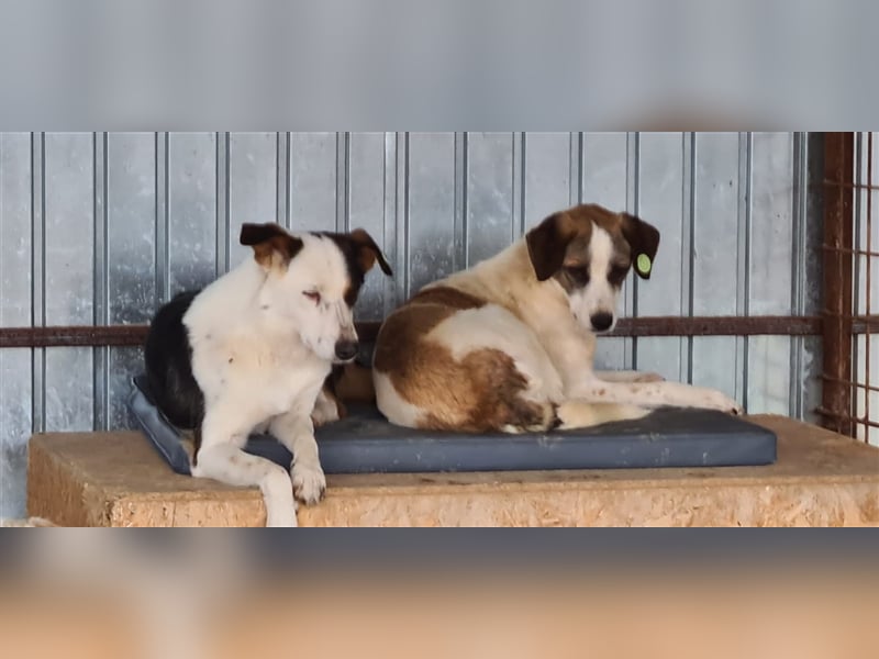 Jason, Verwandlung vom scheuen Hund zum  Traumjungen