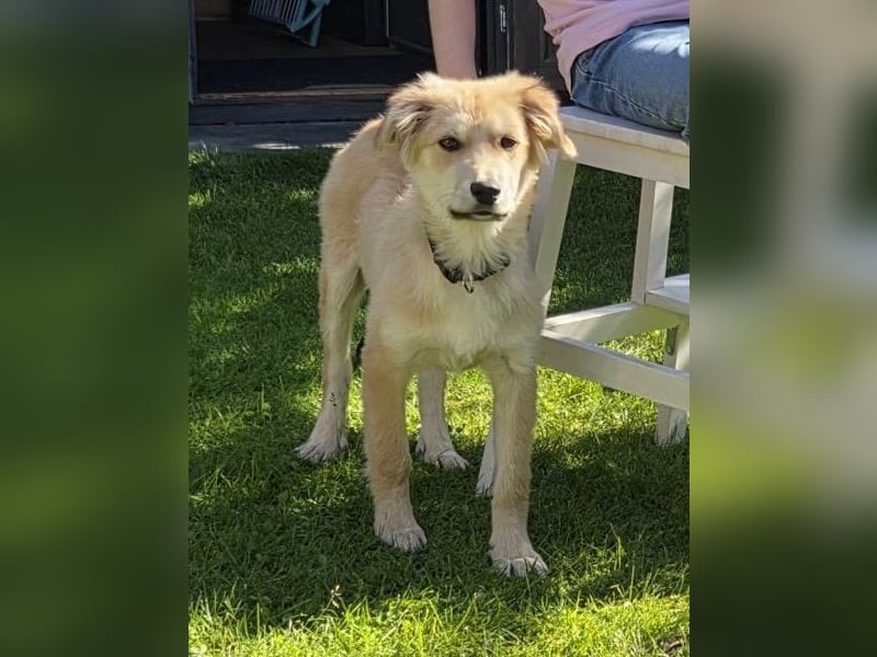 KORBEL, schlauer Schatz, 5 Monate, 41 cm, Mischlingsjunge, Pflegestelle 51503, Tierschutz Rumänien