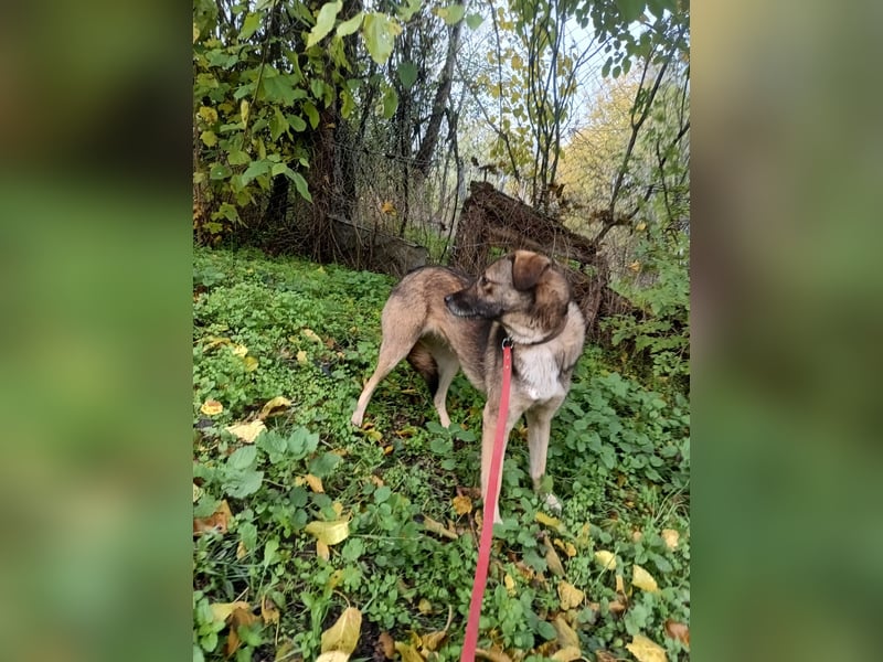 Kara Tierschutzhund sucht ein Zuhause
