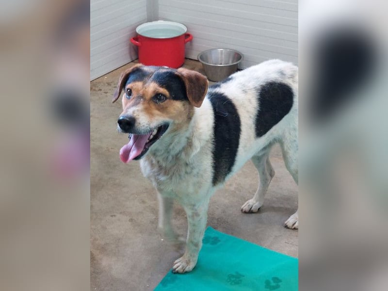Pepper - wann bekommt er seine Chance?